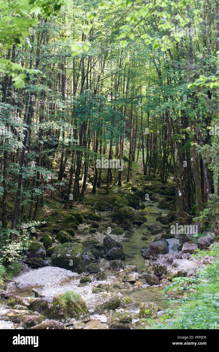 Frankreich, Jura, felsige, von Bäumen gesäumten Bach im Wald Stockfoto