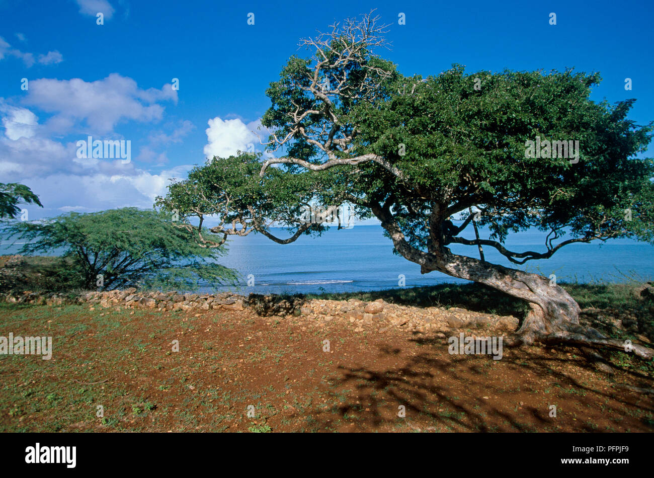 Karibik, Dominikanische Republik, Nordwesten, La Isabela Bay, Siedlungen, kleine Mauern von grob gehauenen Kalkstein tracing Grundlagen der Strukturen Stockfoto