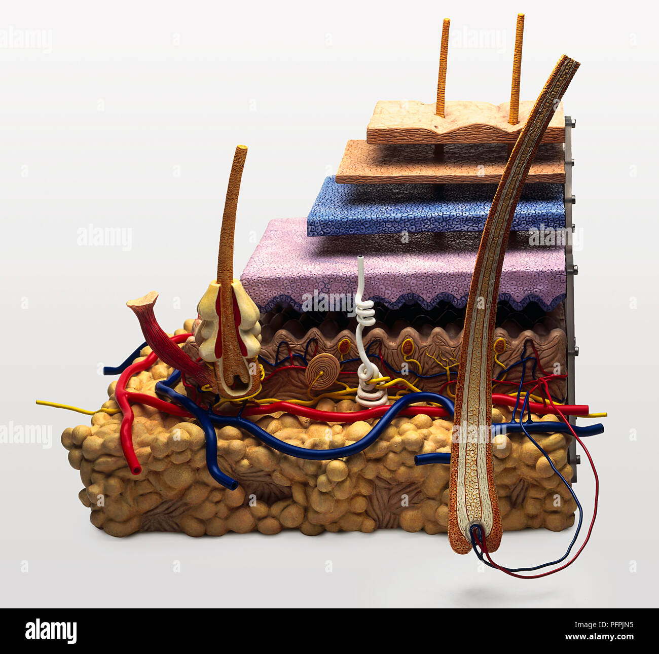 Querschnitt Modell der Haut, des Unterhautgewebes Stockfoto