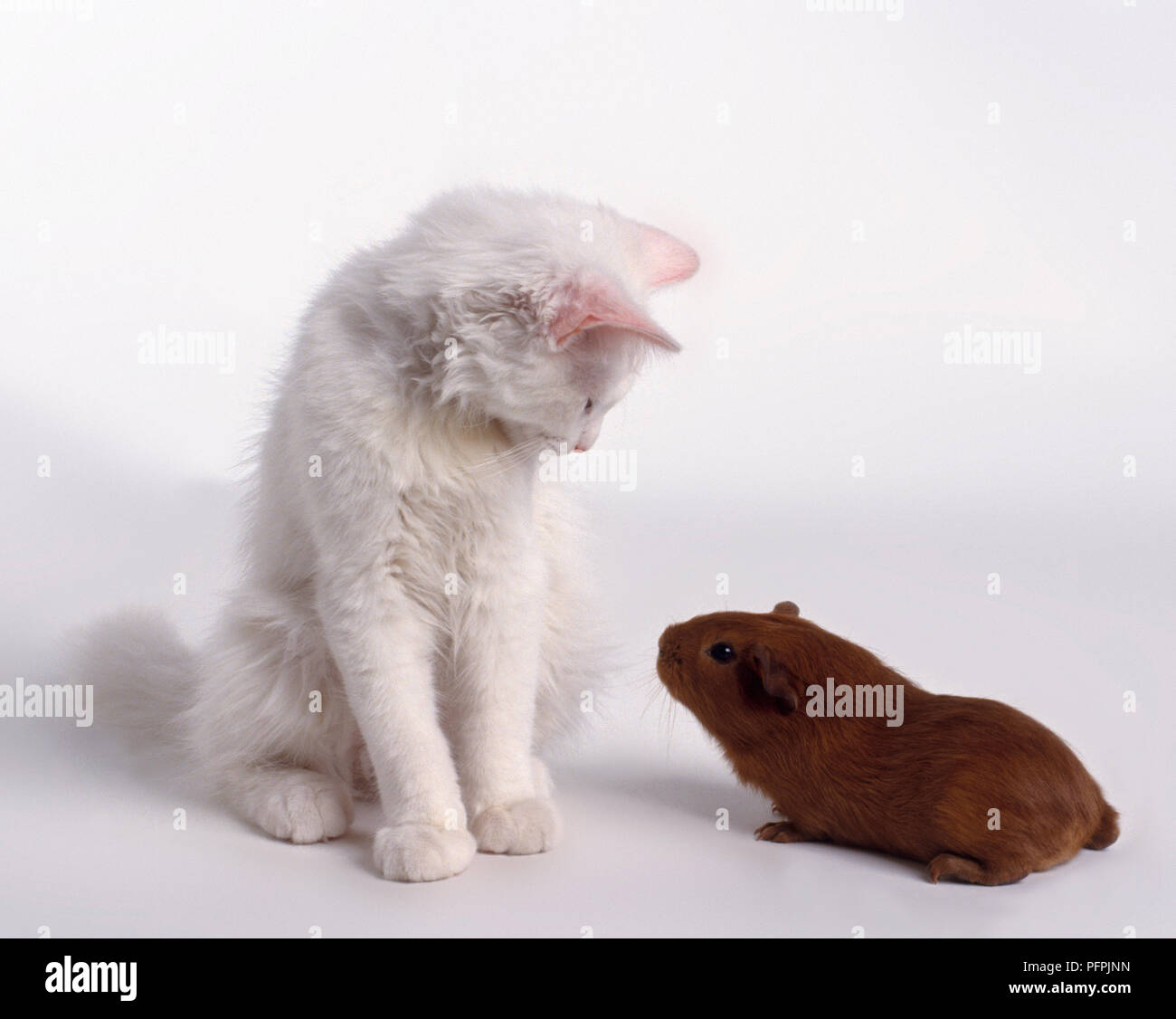 Ein weißes Kätzchen und ein Meerschweinchen Seite an Seite miteinander suchen Stockfoto