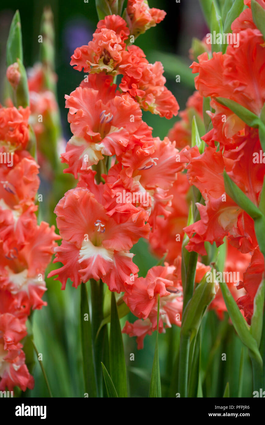 Gladiolen 'Byzantinus', roten Blütenstände, close-up Stockfoto