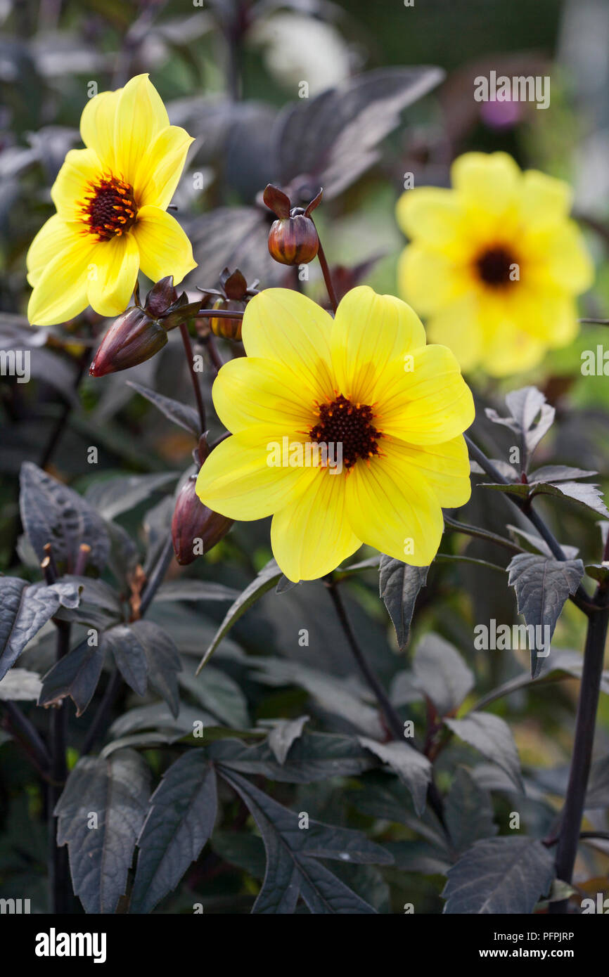 Dahlie 'Knockout', gelbe Blumen, close-up Stockfoto