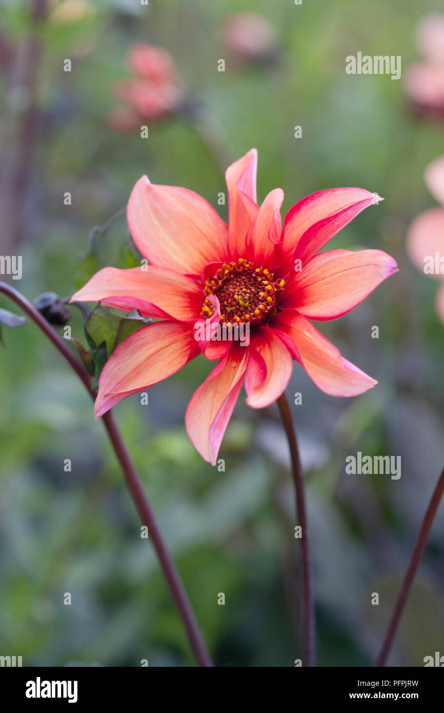 Dahlie 'Waltzing Matilda', close-up Stockfoto