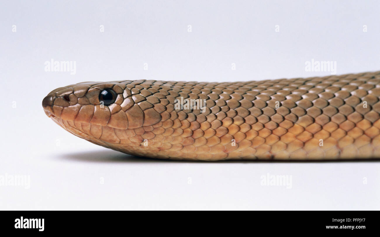 Leiter der Maulwurf Schlange (Pseudaspis cana), close-up Stockfoto