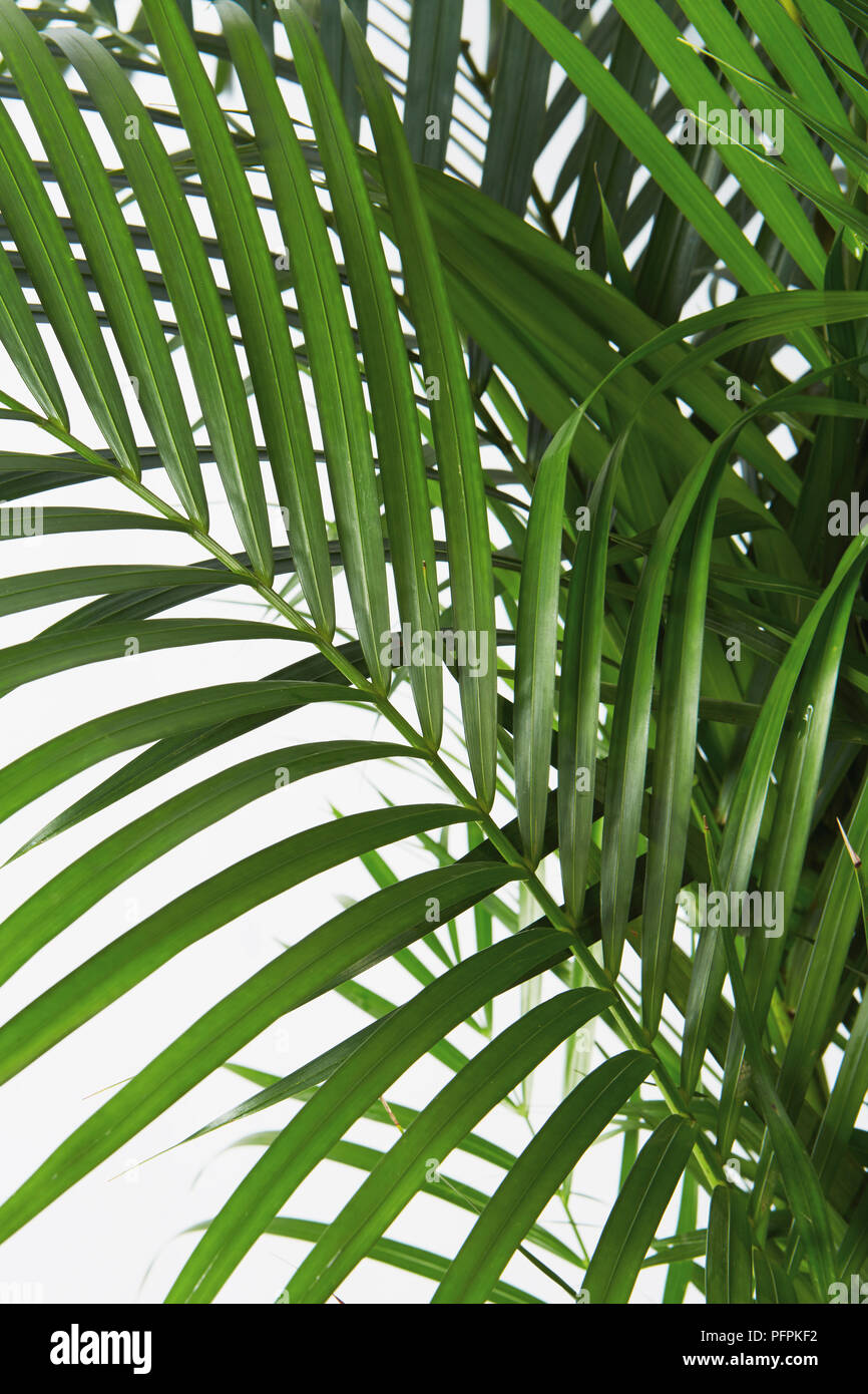 Schmetterling palm close-up Stockfoto
