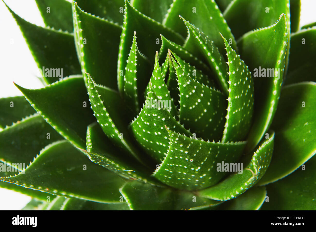 Echeveria Pflanze Stockfoto