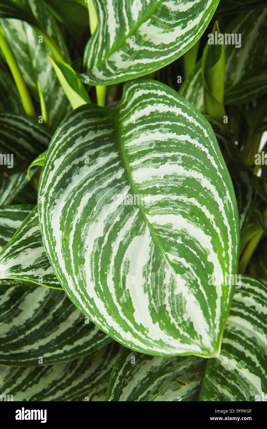 Aglaonema streifen Anlage Stockfoto