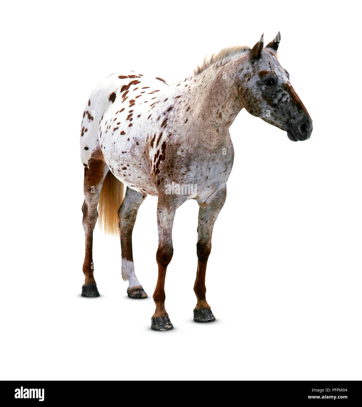 Appaloosa Horse trägt ein stallhalfter und führenden Seil Stockfoto