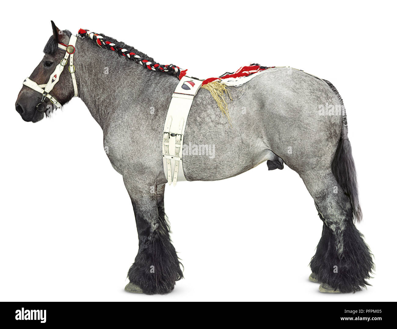 Der niederländische Entwurf Pferd trägt einen Zaum, Umfang und geflochtenen Mähne Stockfoto