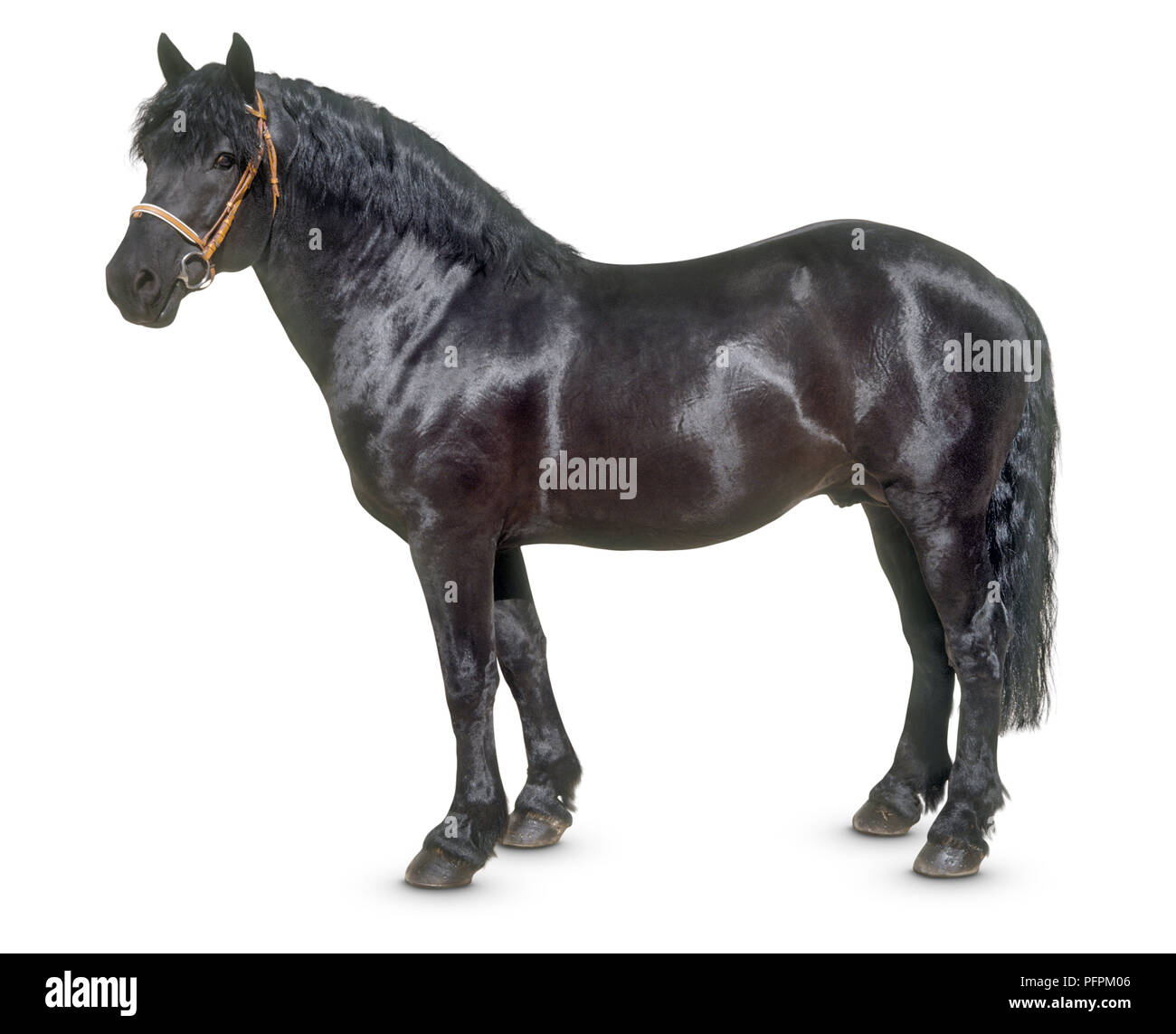 Ariegeois Pony, stehend, Seitenansicht Stockfoto