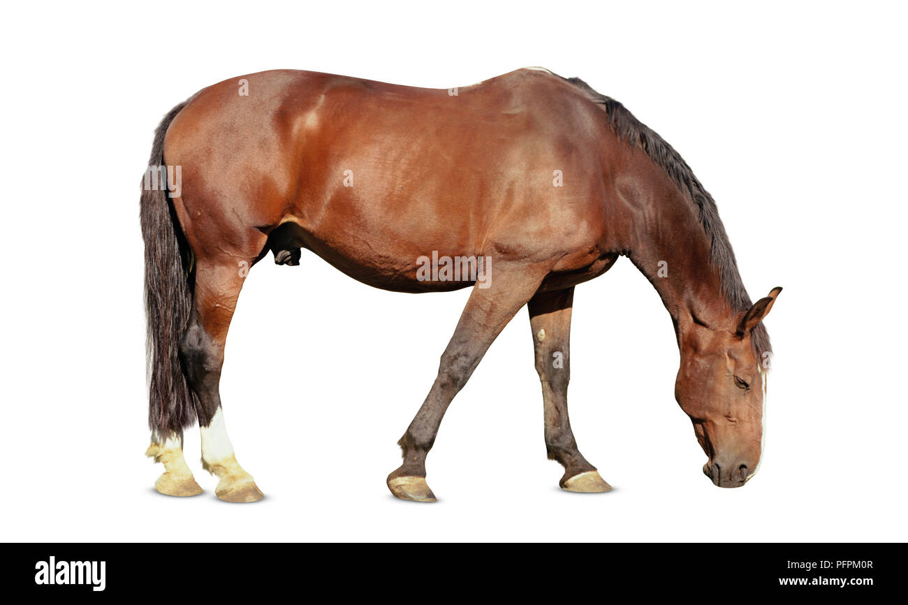 Licht Bay Horse, Beweidung, Seitenansicht. Stockfoto