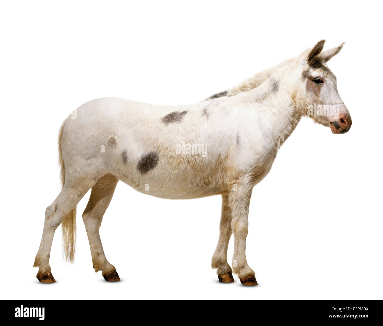 Ein maulesel, weiß mit braunen Flecken, Seitenansicht Stockfoto