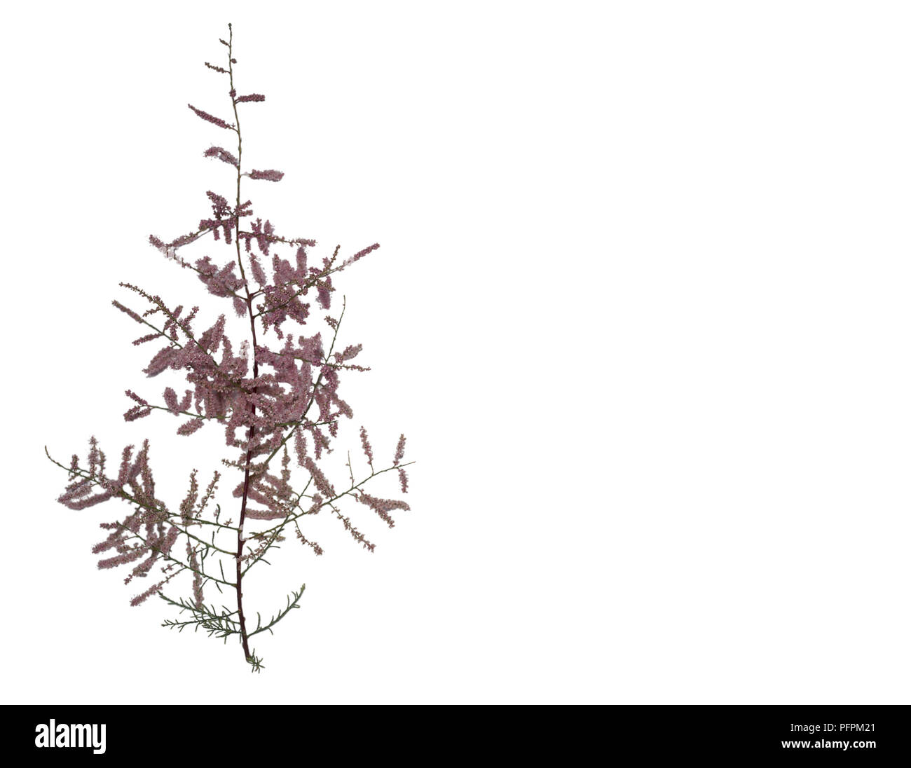 Tamarix gallica, Zweig der Tamariske mit rosa Blume - Spikes. Stockfoto