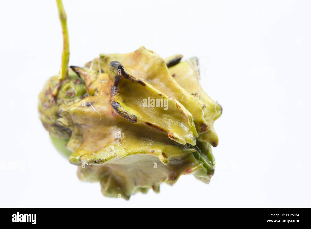 Eine Eiche knopper Gall, Andricus quercuscalicis, wächst an einer Eichel aus einer Eiche im North Dorset. Die Galle unterscheiden sich in der Farbe von Grün auf Rot und ar Stockfoto