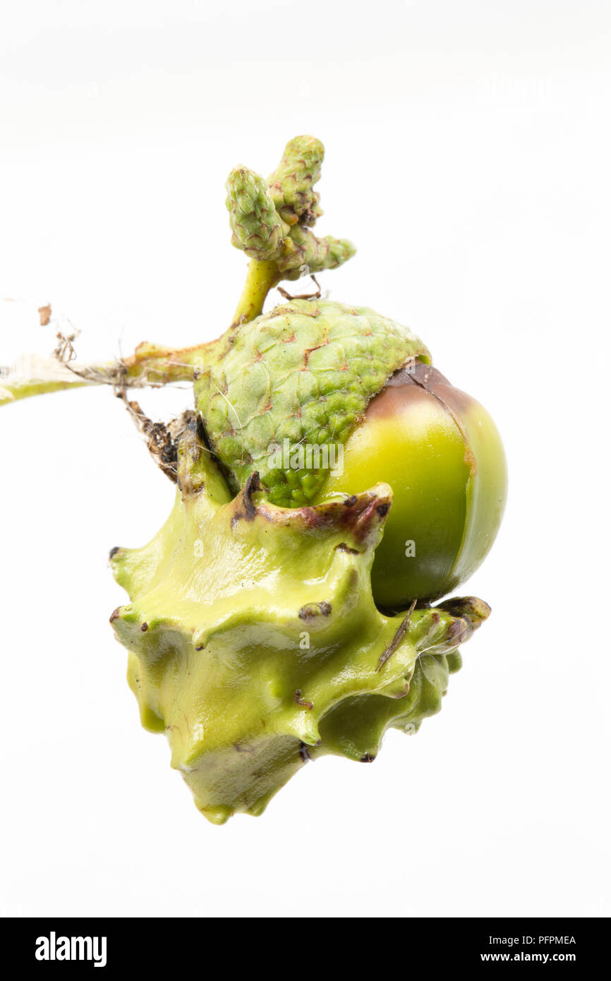 Eine Eiche knopper Gall, Andricus quercuscalicis, wächst an einer Eichel aus einer Eiche im North Dorset. Die Galle unterscheiden sich in der Farbe von Grün auf Rot und ar Stockfoto