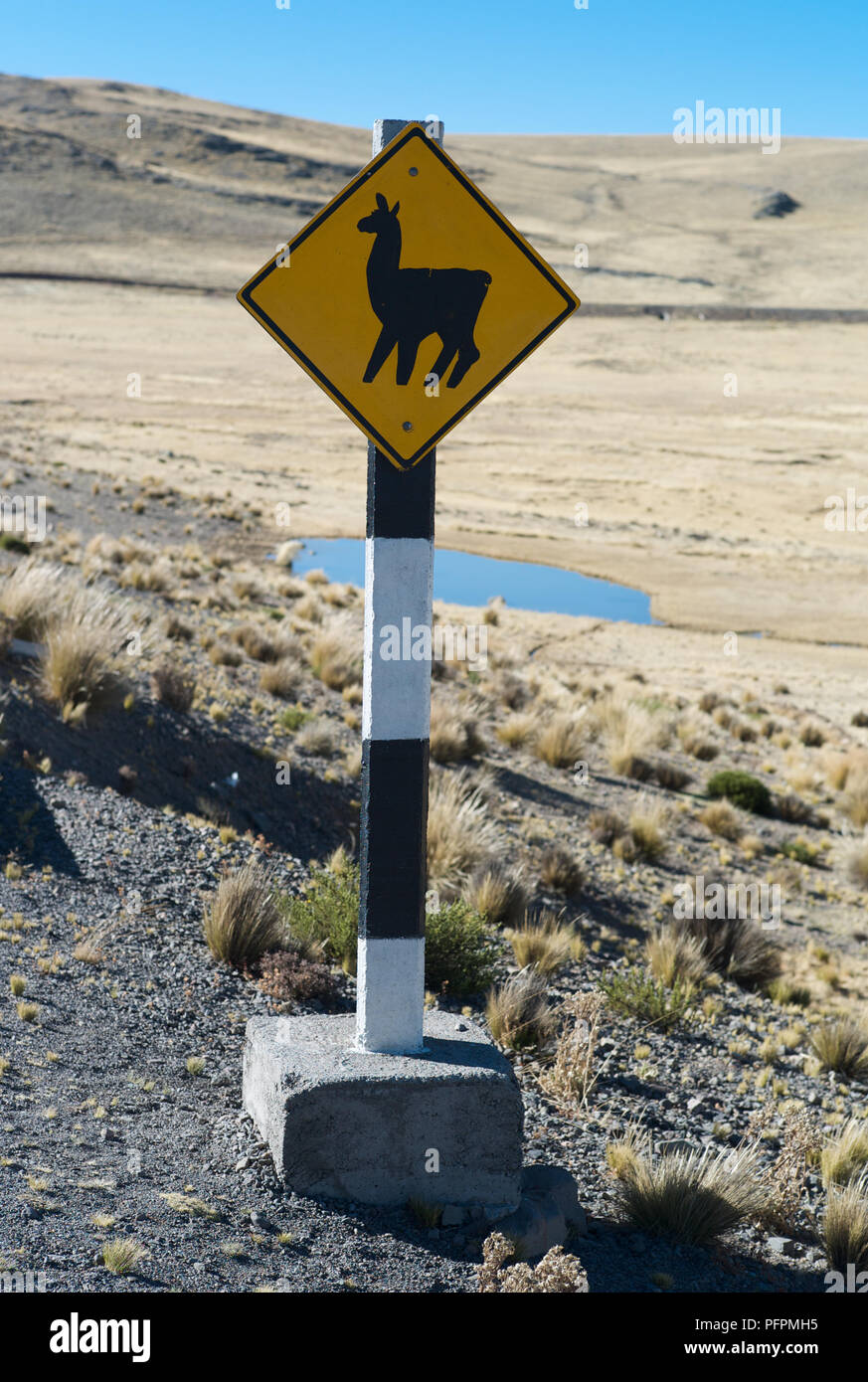 Schild LLama Kreuzung Stockfoto