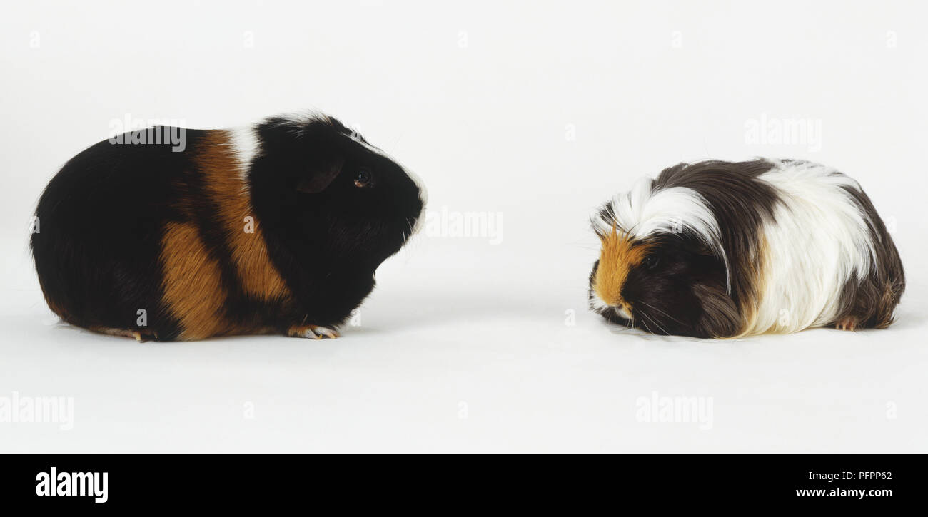 Zwei Meerschweinchen (Cavia porcellus), eine langhaarige, und die anderen Kurzhaarigen, einander zugewandt Stockfoto