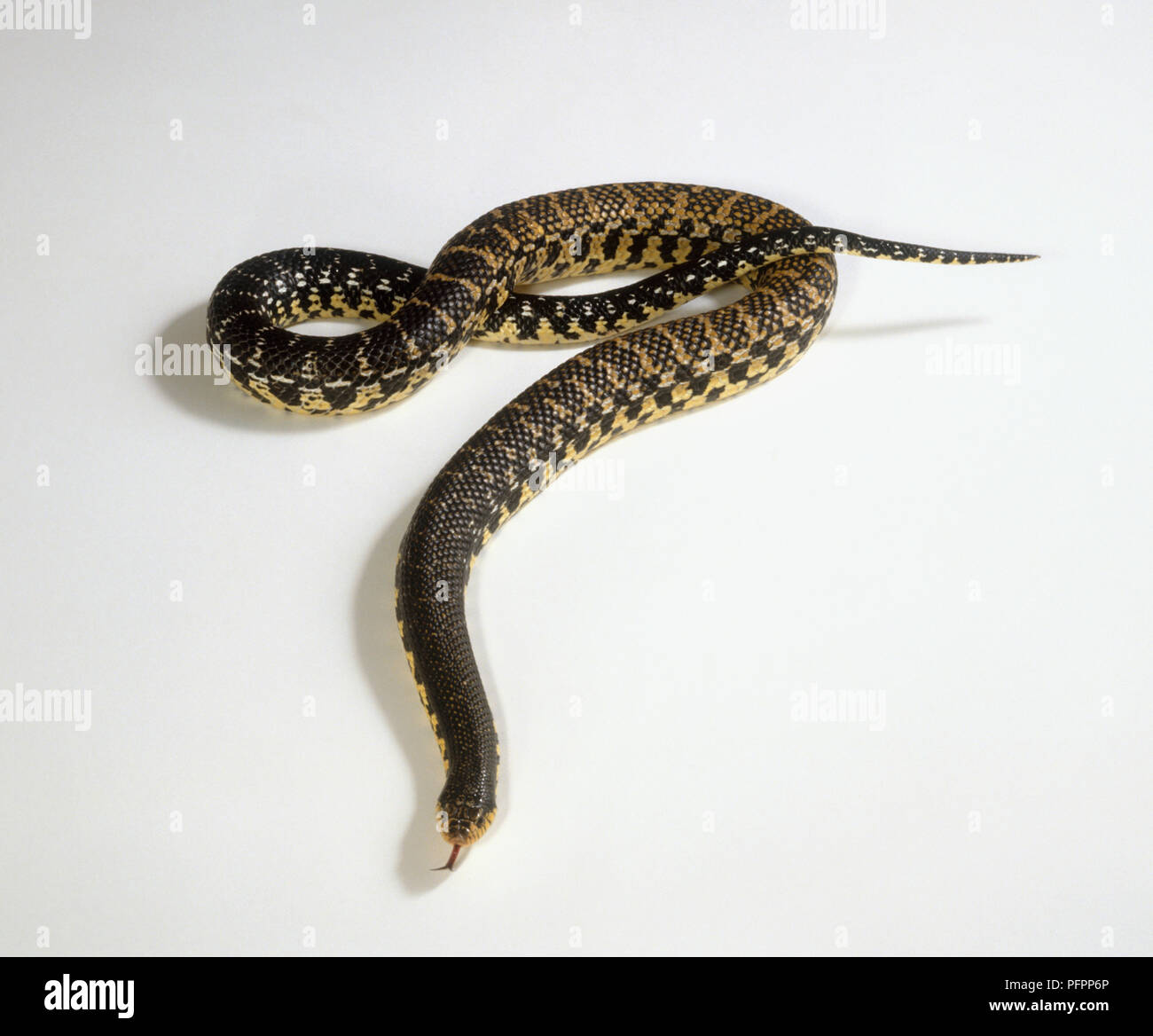 Madagaskars riesigen hognose snake (Leioheterodon madagascariensis), Rauschen, hohe Betrachtungswinkel Stockfoto