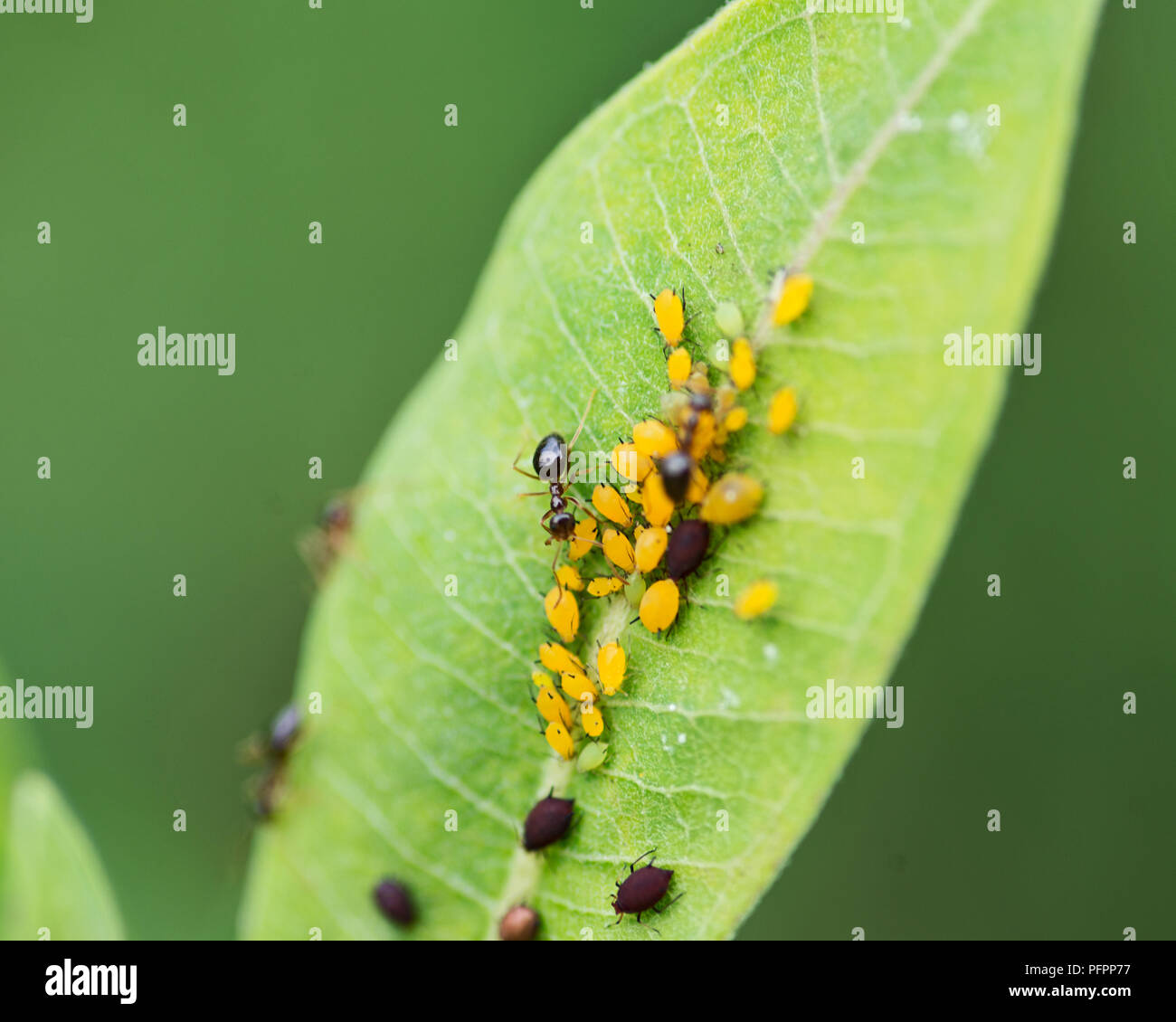 Blattläuse (Aphidoidea Gattung), die sich auf SAP-Pflanzen und einer Zuckerhaltigen Substanz namens Honigtau abzusondern. Ameisen Milch Blattläuse für diese klebrige Harz. Stockfoto