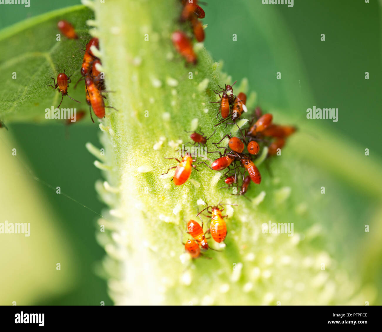 Große milkweed bug Nymphen, Oncopeltus fasciatus, auf Saatgut pod der gemeinsamen Seidenpflanze, Asclepias syriaca Stockfoto