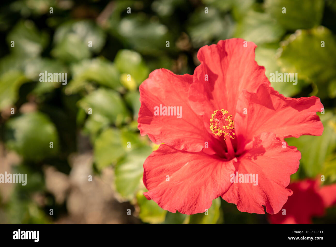 Hibiskus Blume in voller Blüte Stockfoto