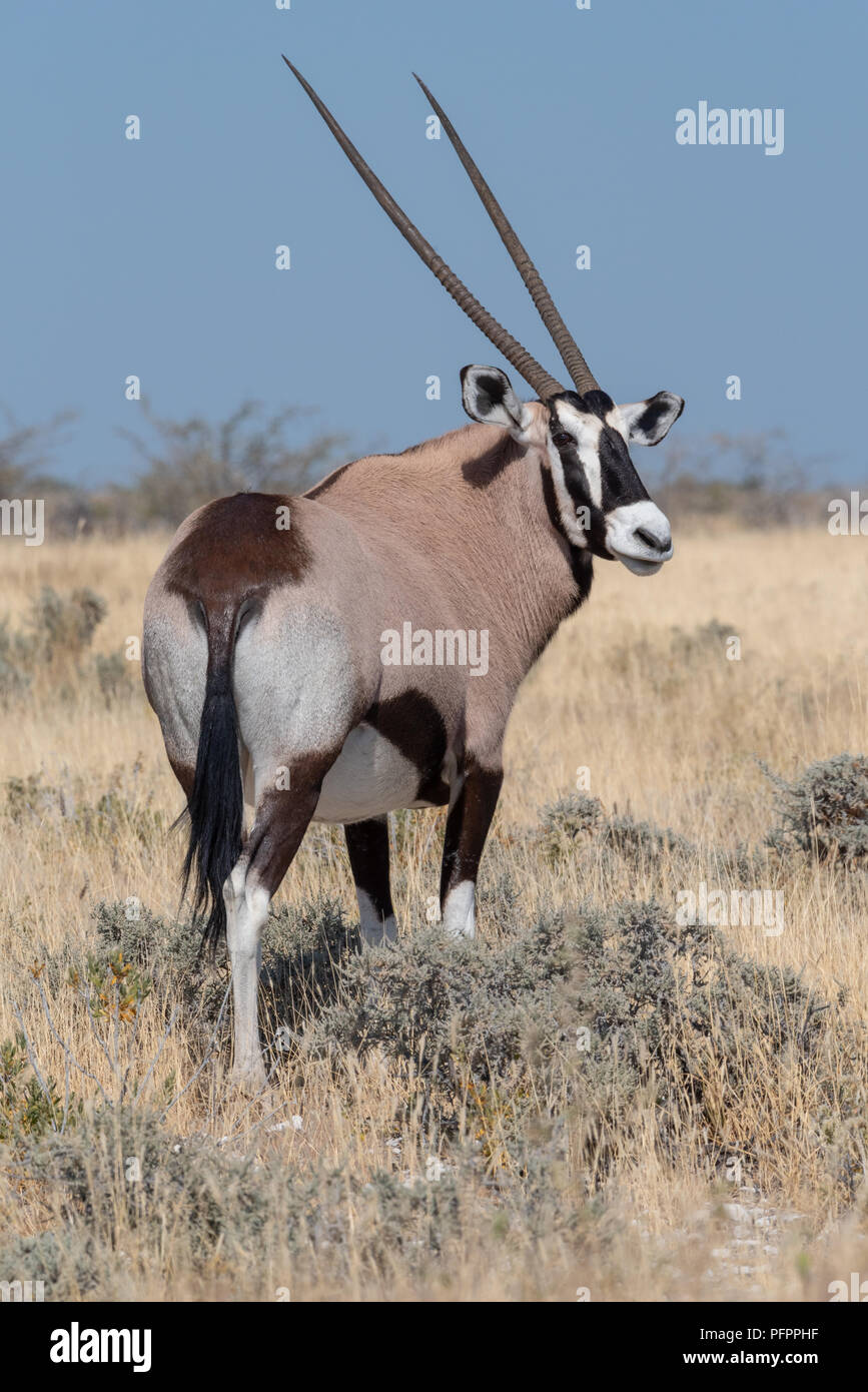 Close up Portrait von Erwachsenen Oryx (Oryx) Antilope im gelben Gras stehend zurück an Kamera suchen, Etosha National Park, Namibia Stockfoto