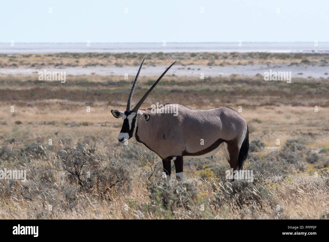 Helle Porträt einer beleuchtete Oryx (Oryx Antilopen) auf einem afrikanischen Plain, Namibia Stockfoto