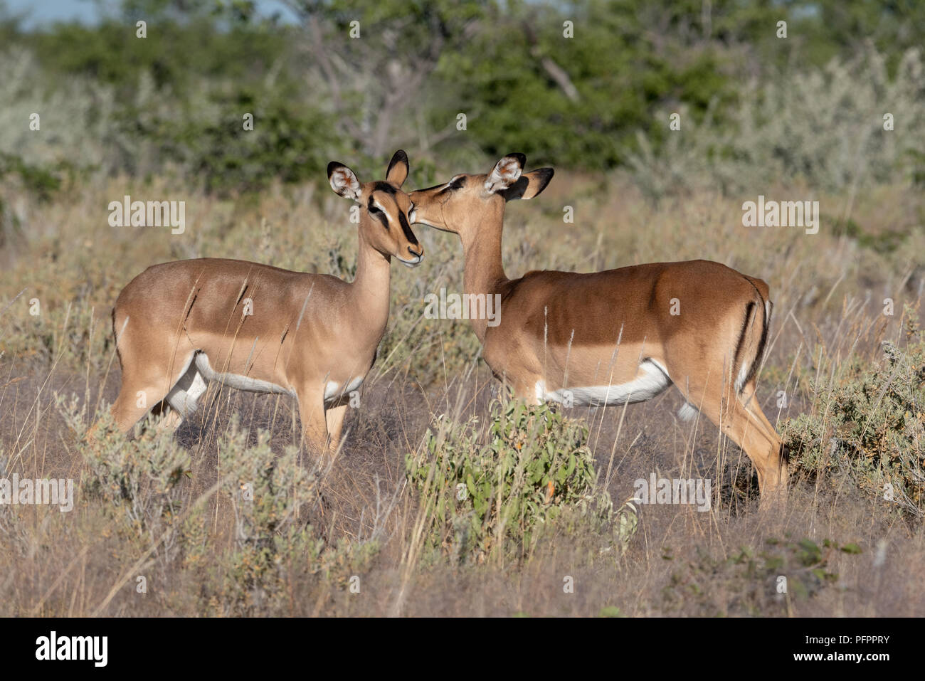 Ein Paar von zwei weiblichen Impala liebevoll Pflege für jeden anderen ständigen in Gras- und Buschlandschaft, Etosha National Park, Namibia Stockfoto