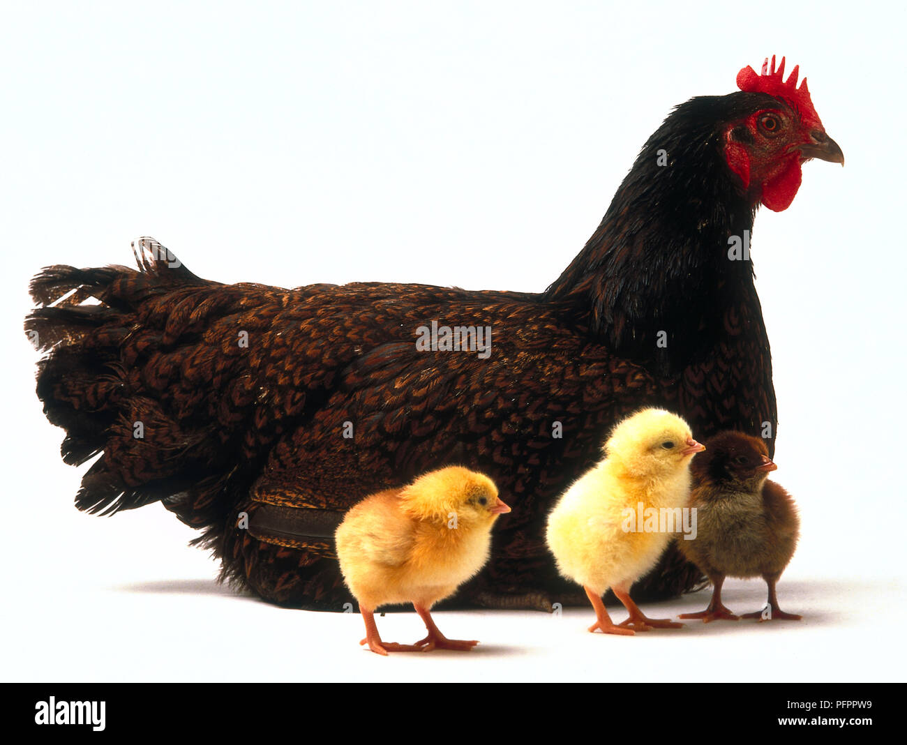 Ein Huhn und Küken. Stockfoto