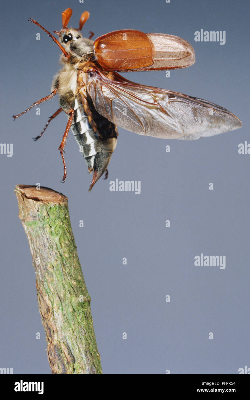 Maikäfer Käfer, Melolontha melolontha, mit seiner glänzenden durchsichtige Flügel erweitert auf das Ende eines grünen Stengel zu landen. Stockfoto