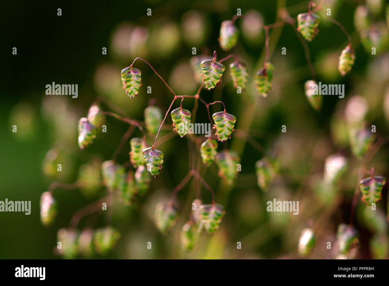 Natürliche Hintergrund der kleinen Glocke Blumen halb Gegen-Licht (Makro; große Blende Blur) Stockfoto