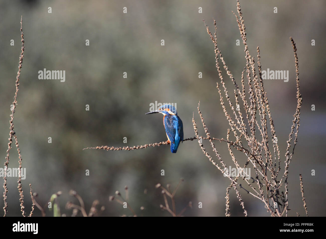 Wunderschöne Eisvogel aus dem Douro, Porto, Portugal Stockfoto