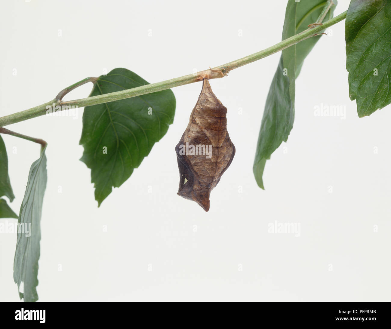 Chrysalis hängen von einer Niederlassung, die von Blättern umgeben. Stockfoto