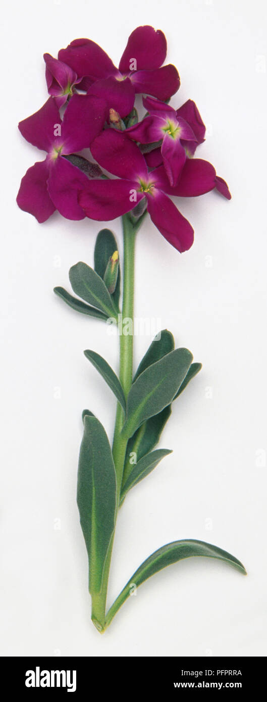 Matthiola Incana, graue Lager, Schaft mit Lanzettlichen, untoothed unlobed, Blätter, und violetten Blüten in Streckendem Blütenstände. Stockfoto