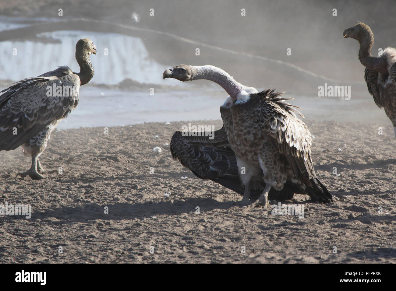 Ruppells Gänsegeier, die auf einem sandigen Creek Strand in der Afrikanischen Savanne enthüllt seine Flügel steht Stockfoto