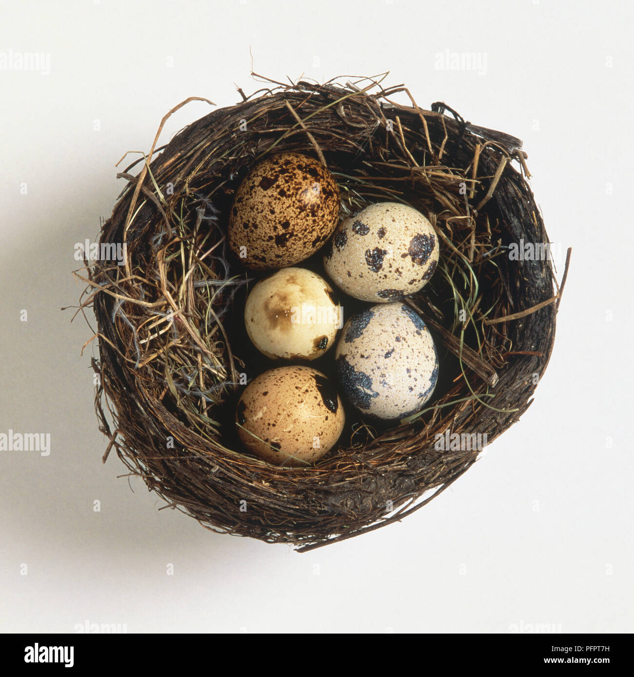 Bird's Nest mit fünf Eier, Ansicht von oben Stockfoto