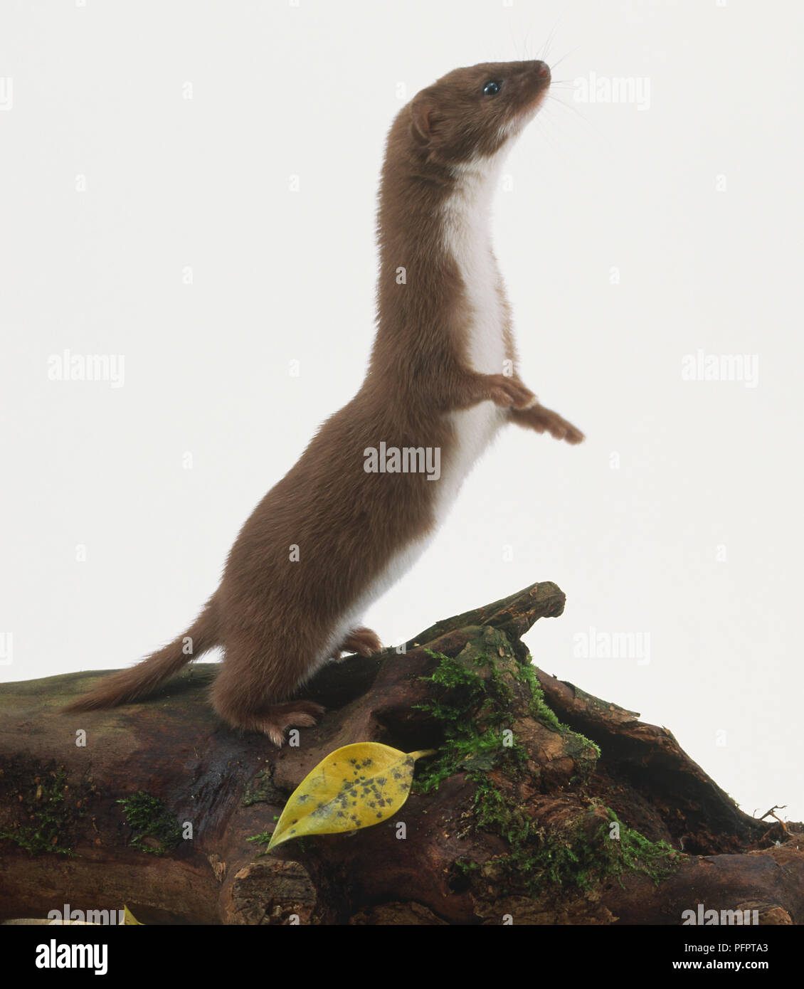 Weasel, Mustela nivalis, steht auf den Hinterbeinen, Seitenansicht. Stockfoto