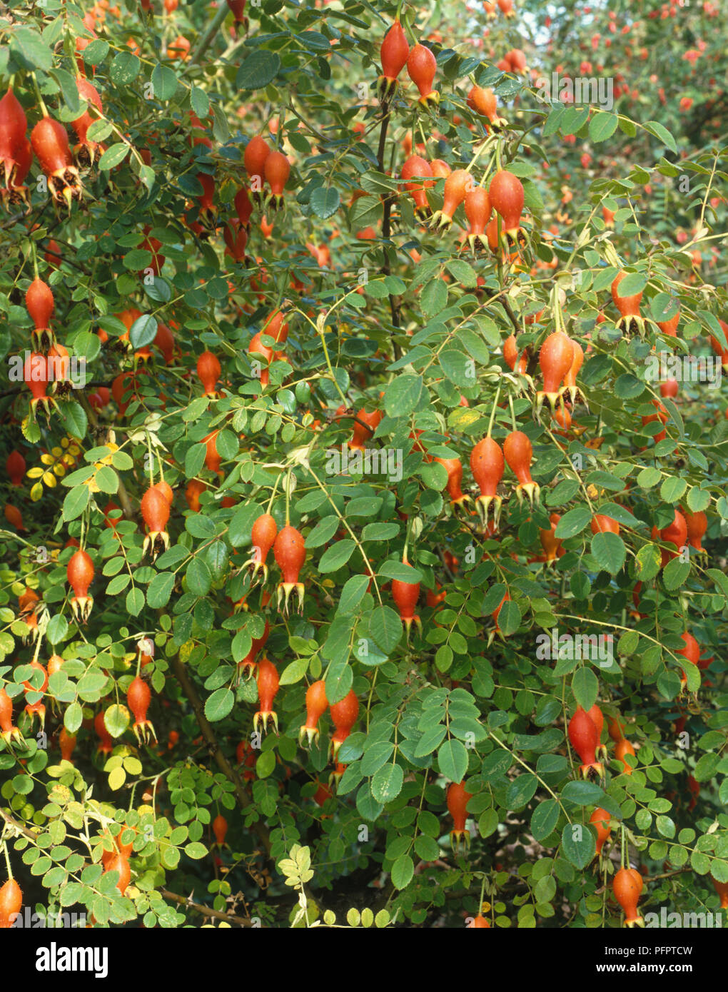 Rosa moyesii, Hagebutten oder Rose haws wächst an Sträuchern. Stockfoto