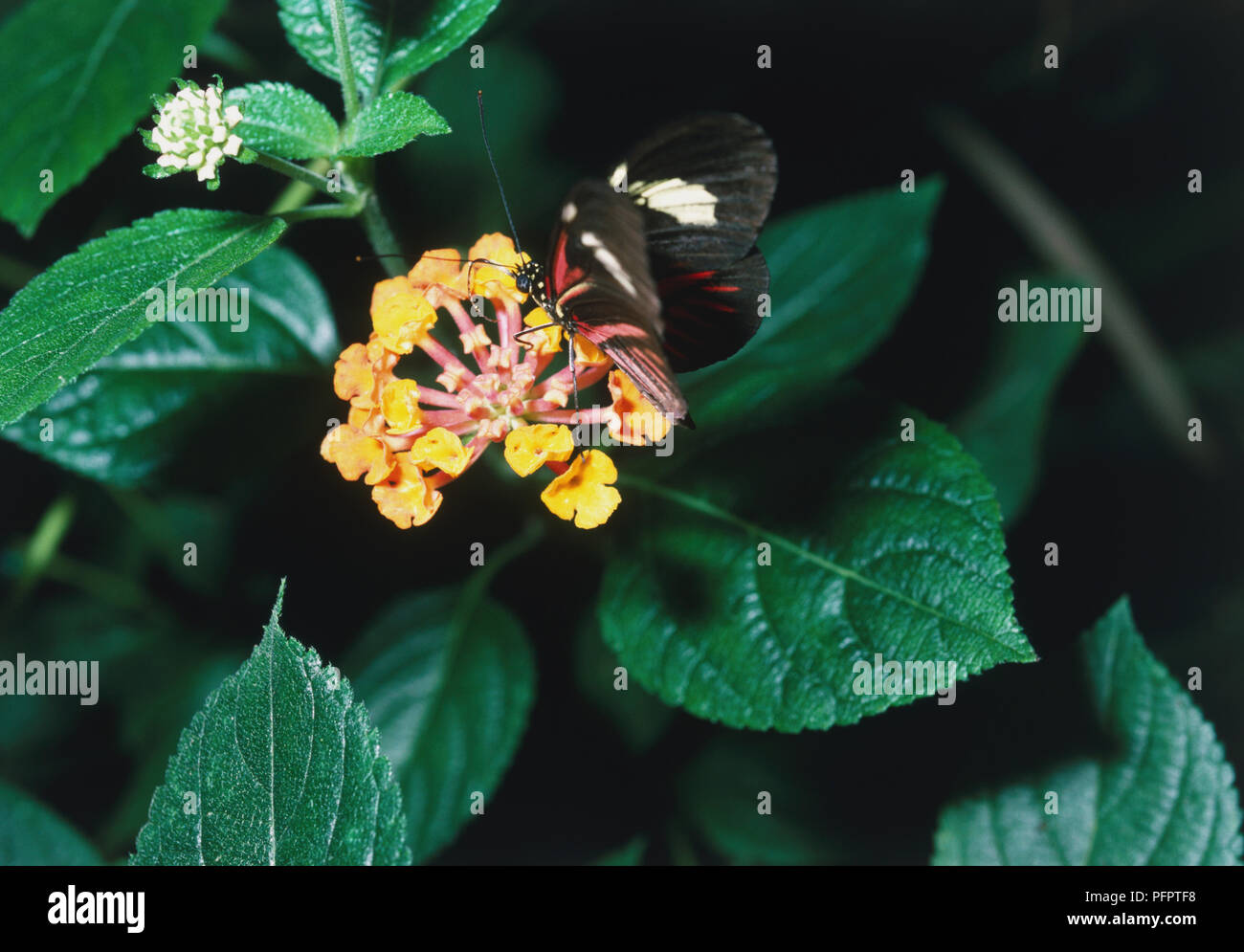 Postman Schmetterling (Heliconius erato) auf gelbe Blüte mit grünen Blättern umgeben. Stockfoto