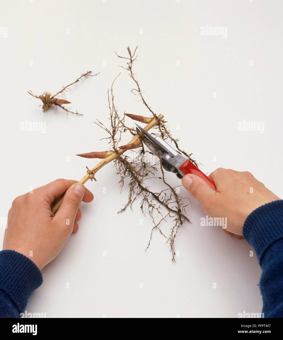 Rhizome Bambus in Stcke schneiden mit Gartenschere, close-up  Stockfotografie - Alamy
