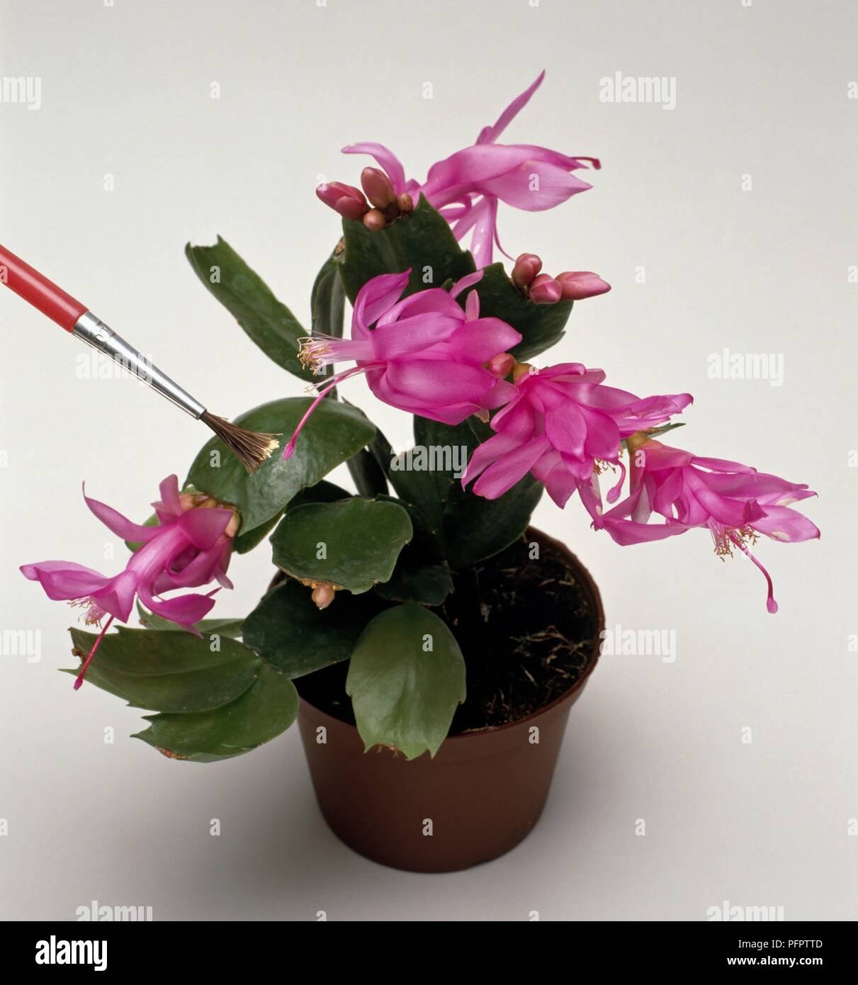 Die schlumbergera Hybride von abstauben Pollen von den antheren der übergeordneten Blumen auf die Narben des anderen Elternteils, mit Bürste Stockfoto