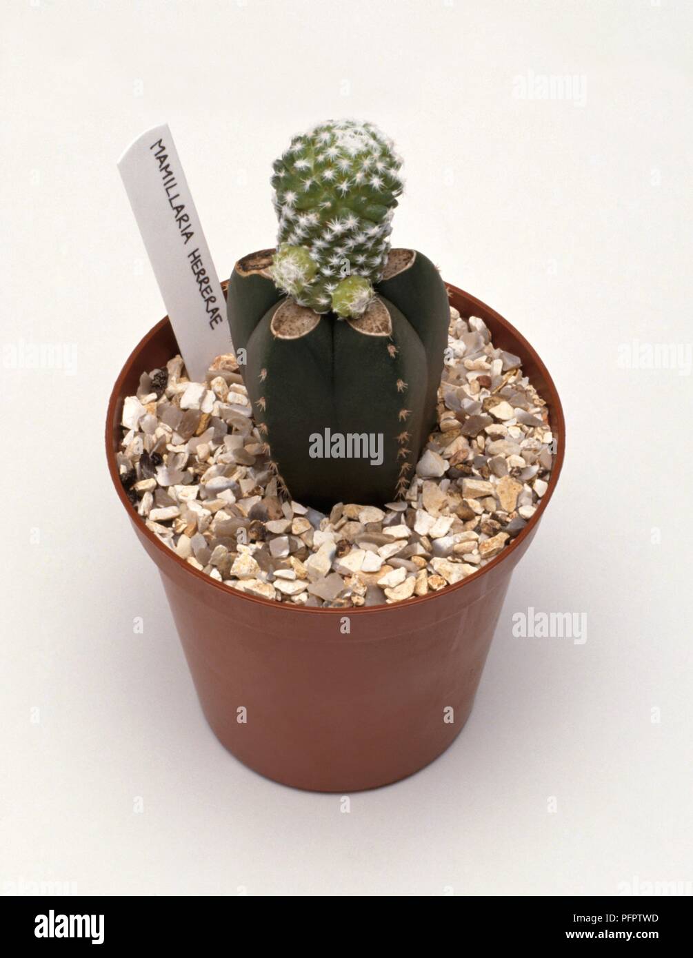 Mammillaria herrerae Scion auf Vorrat im Werk Topf mit Kies und Label Stockfoto