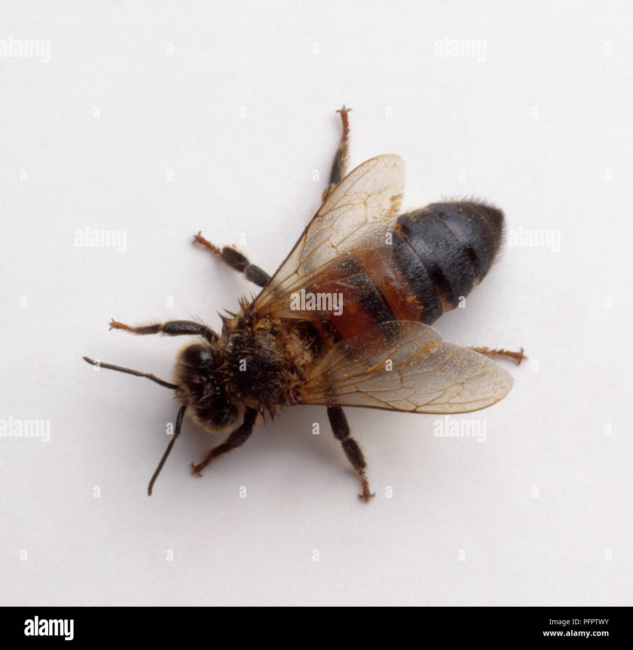 Honigbiene (Apis mellifera), Ansicht von oben Stockfoto
