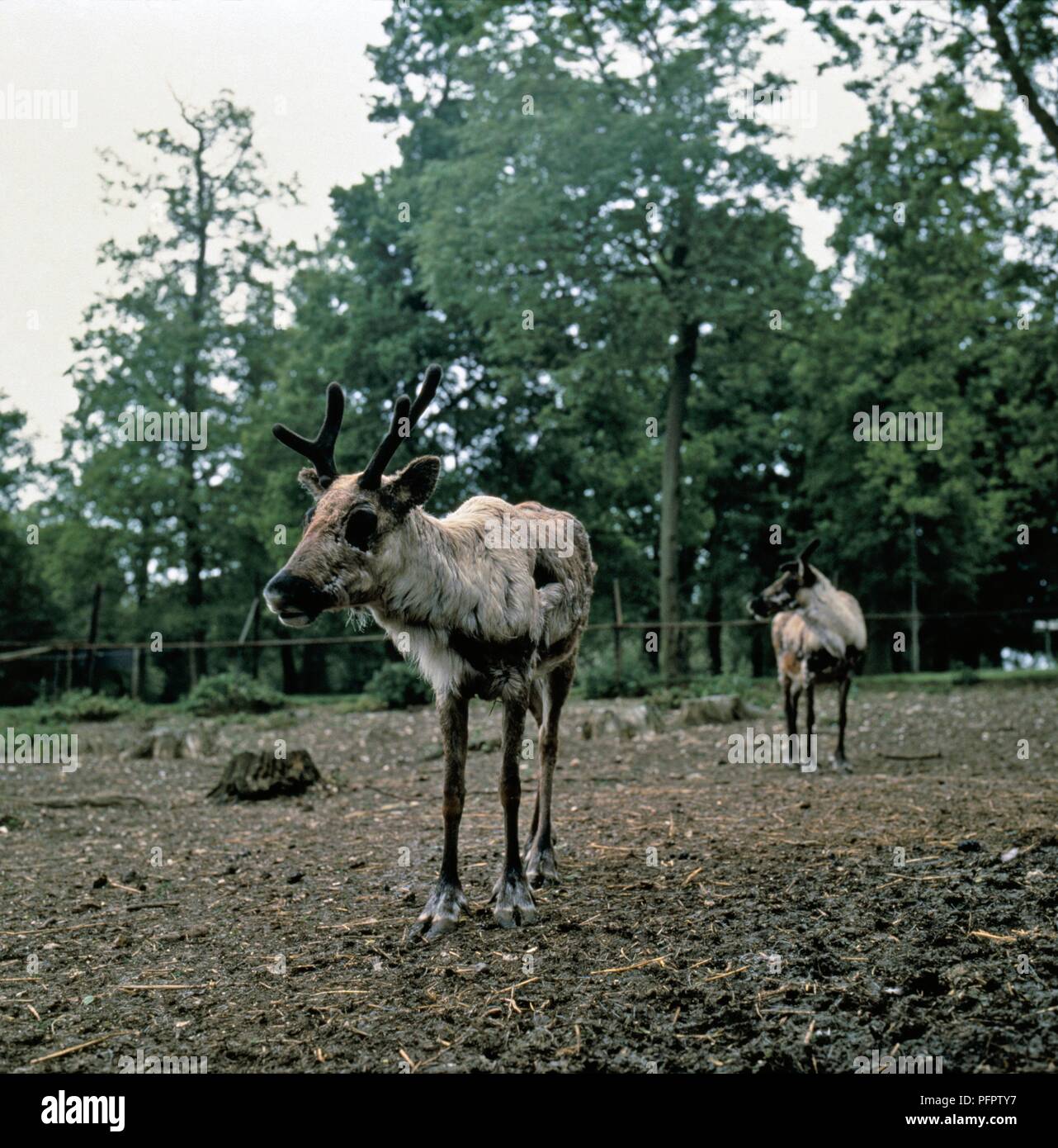 Zwei junge Rentier in Wildlife Park Stockfoto