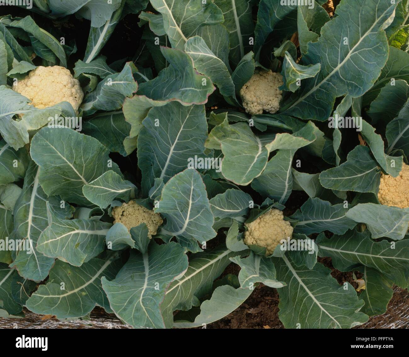 Blumenkohl im Gemüsegarten Stockfoto