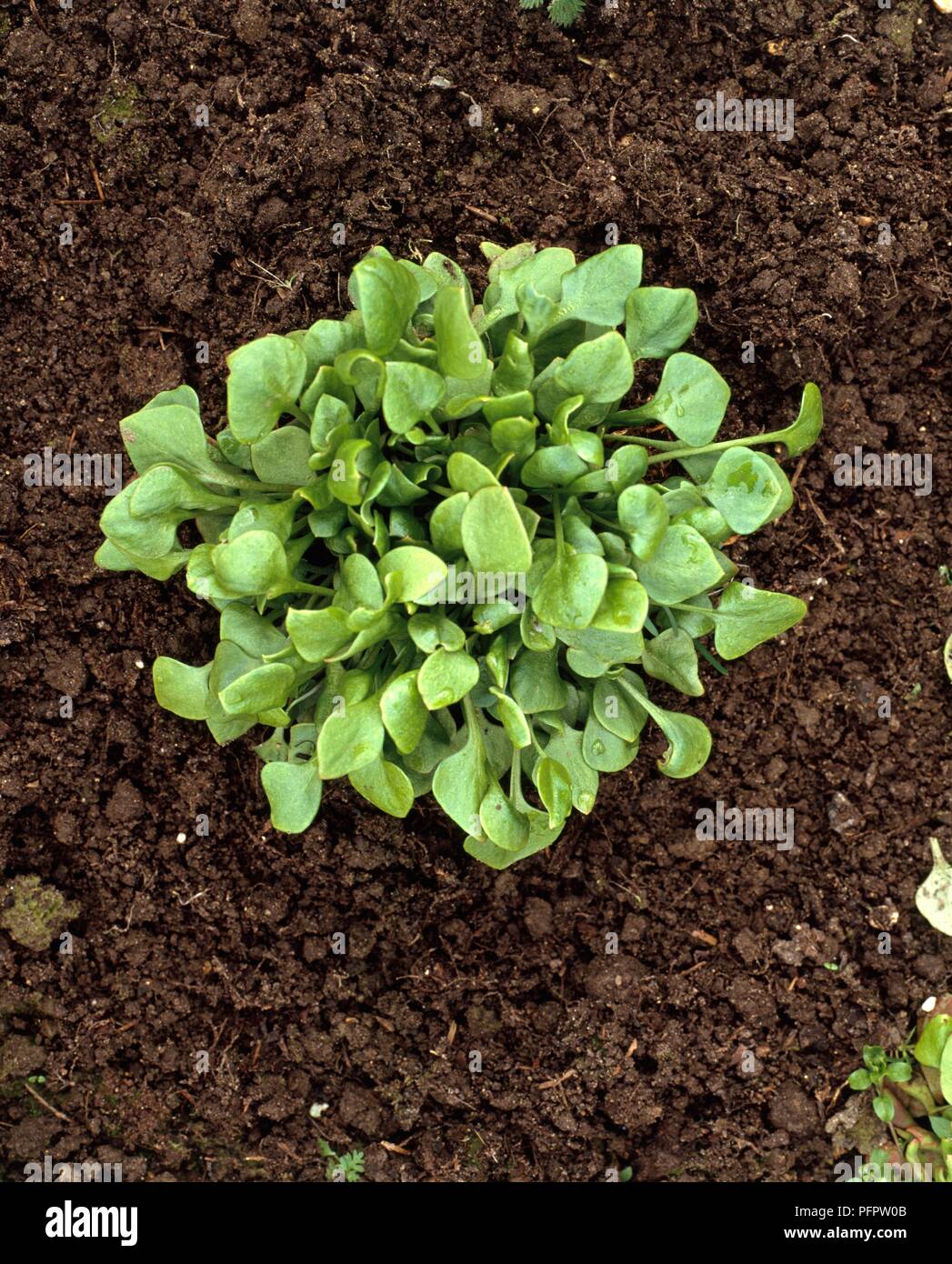 Claytonia perfoliata (Winter Portulak) im Boden wachsenden Stockfoto