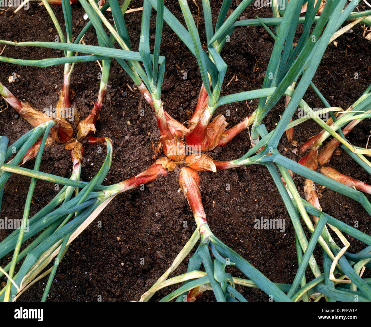 Schalotten wächst im Boden mit Tops sichtbar, close-up Stockfoto