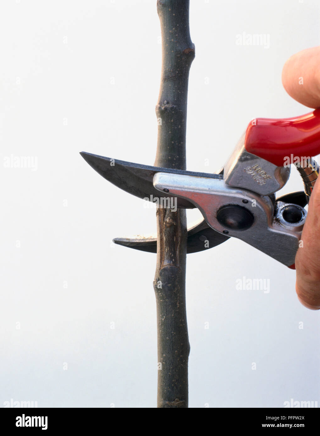 Chip-Knospen, mit gartenschere Top der Unterlage zu entfernen, close-up Stockfoto