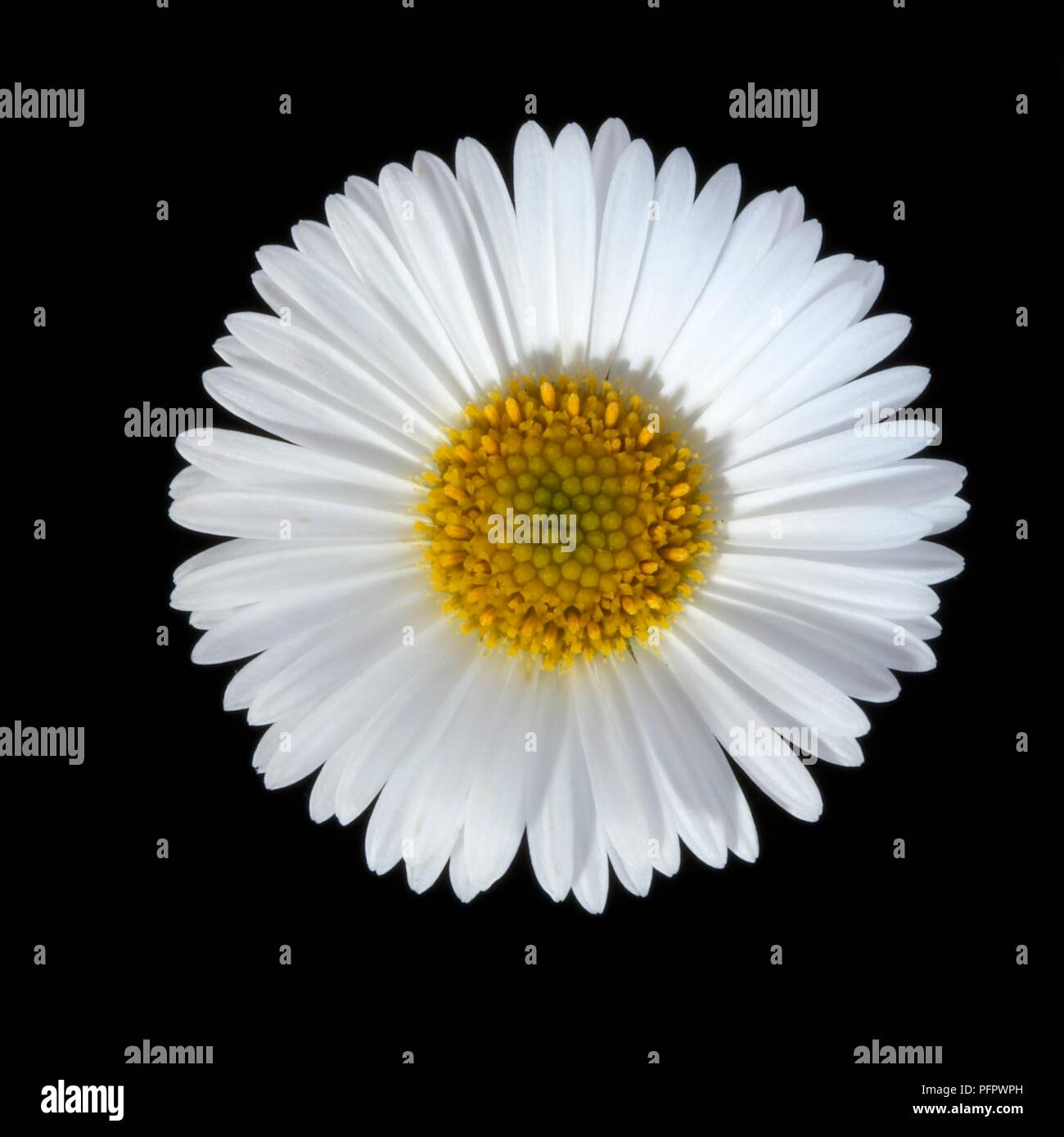 Bellis perennis (Daisy) Flower Head, close-up Stockfoto