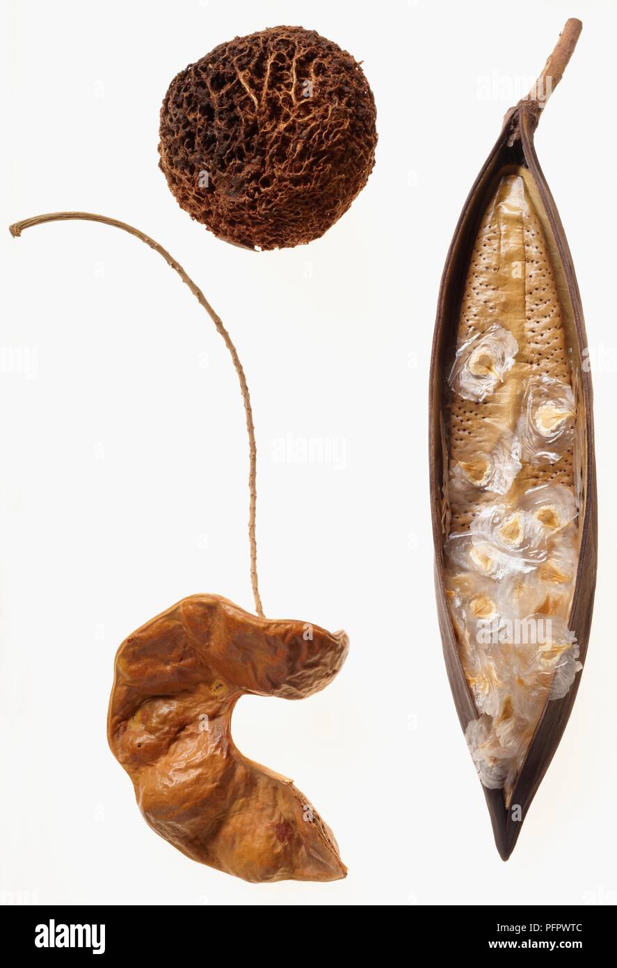 Detarium senegalense sphärischen Saatgut aus (Talg Baum), länglich seed Pod von Spathodea campanulata (Flame Tree), und gekrümmten Samen pod von Faidherbia albida (Apple-ring Acacia) Stockfoto